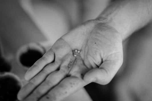 how to start a garden seeds