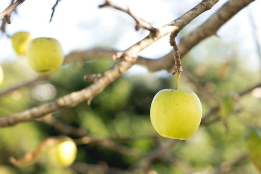 biodynamic apples