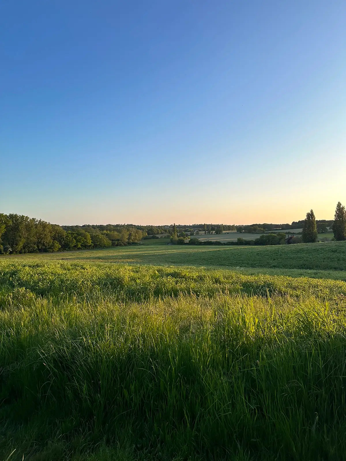 regenerative agriculture - farm with green grass and blue sky